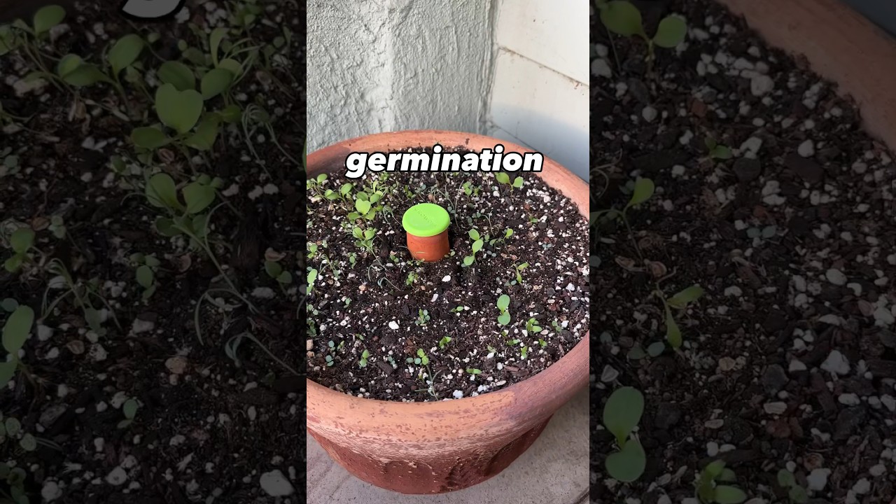 Transform Old Flower Pot into Mini Wildflower Garden 🌸