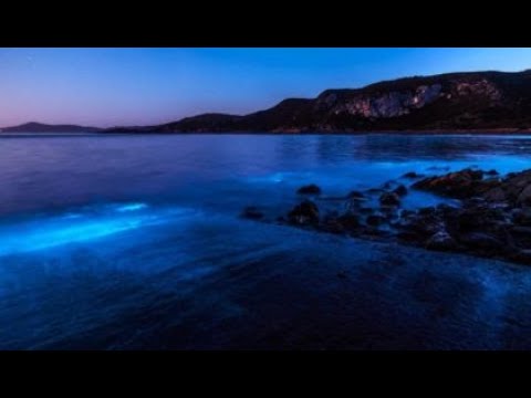 Why Does the Black Sea Glow at Night? ✨