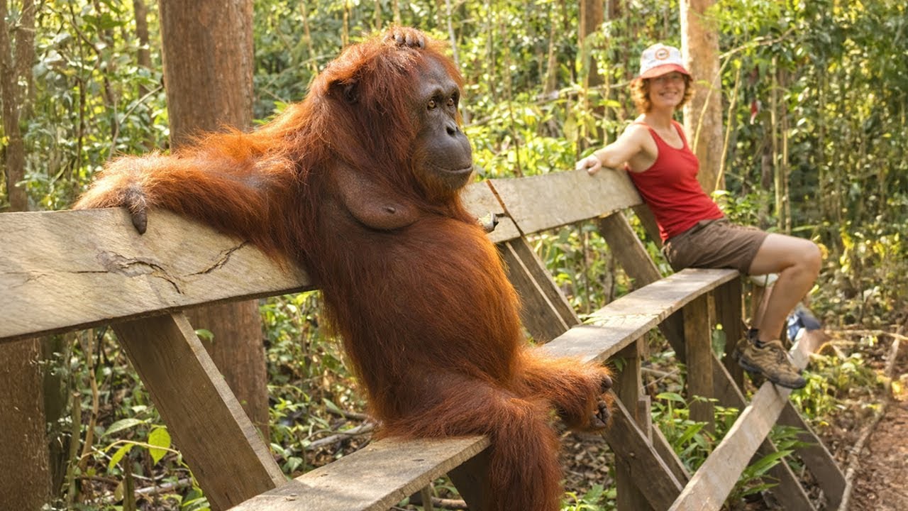 Meet the Funniest Monkey on Earth 😂