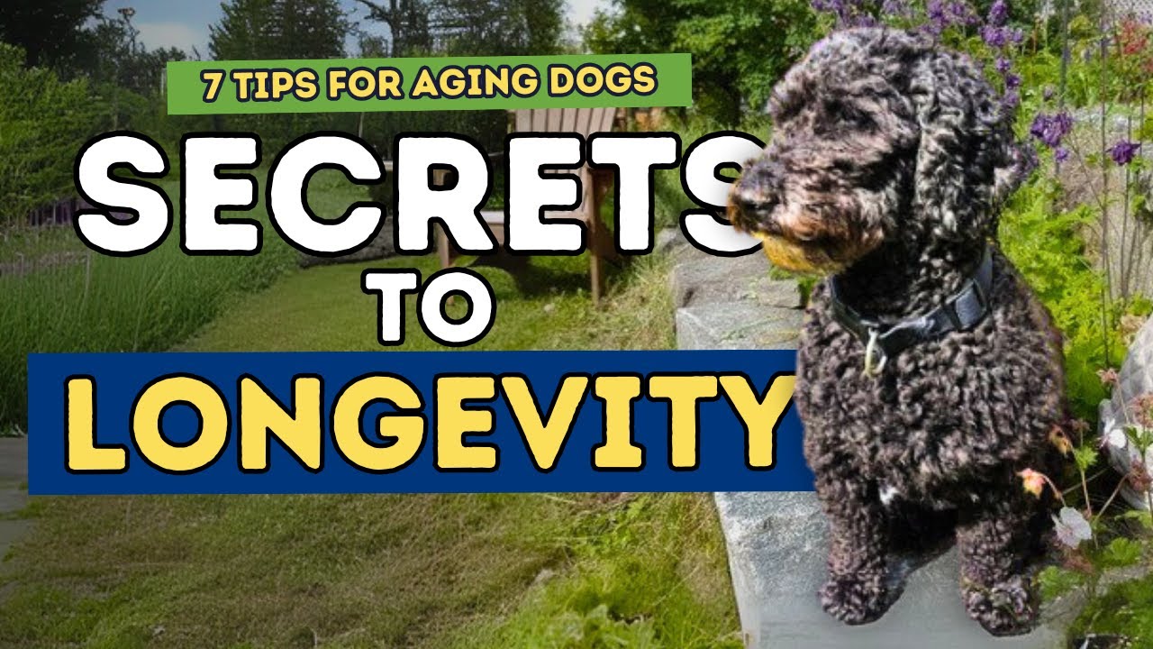 7 Tips for a Long, Healthy Dog Life 🐶