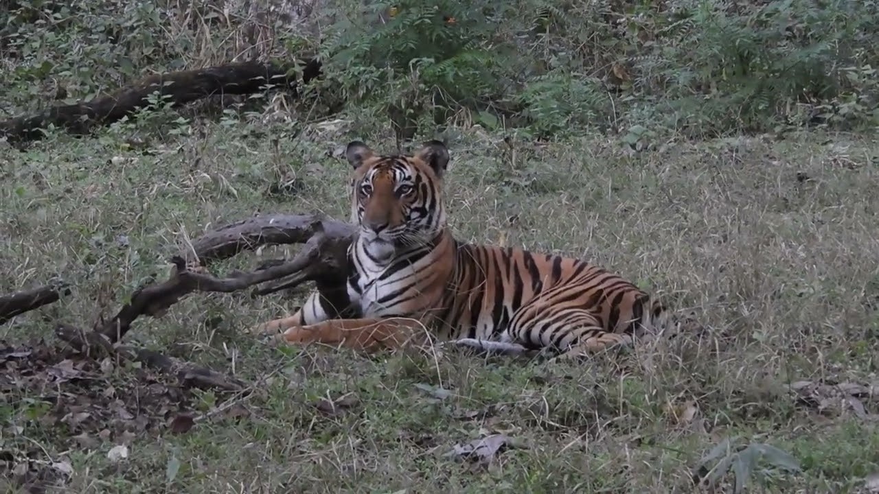 Tiger Hunts Wild Boar in Kabini 🐅