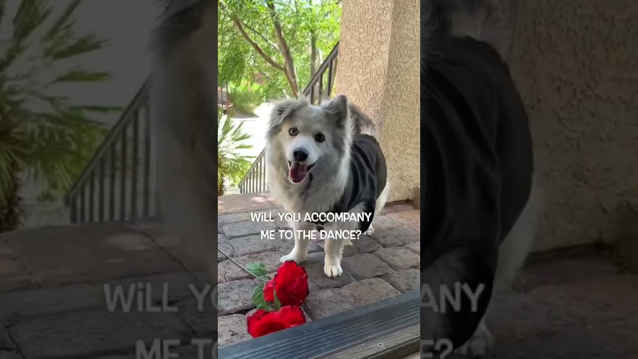 Did a Corgi Just Get Asked to Prom? 🐶