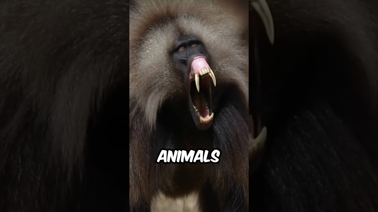 Authentic Animal Sounds 🐾