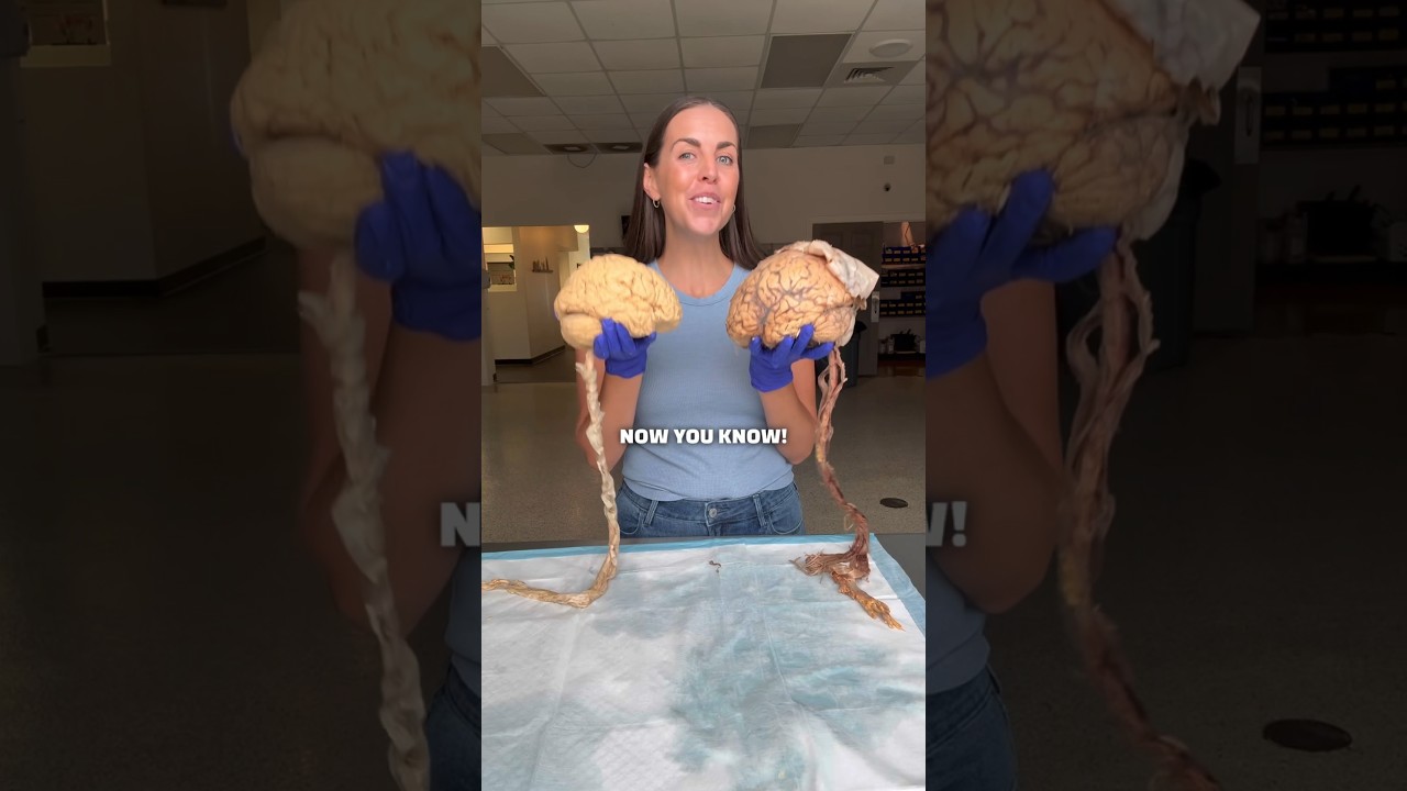 Human Brain FAQs 🧠: Key Facts & Insights