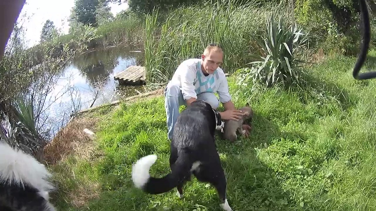 Les Cristaux de Balto : Mystick des Farouches Légendes 🐺