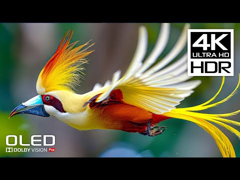 AMAZING 4K HDR 120FPS - Dolby Vision