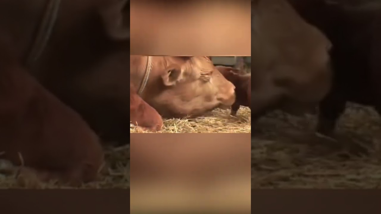 Animaux et propriétaires réunis après des années 🐾