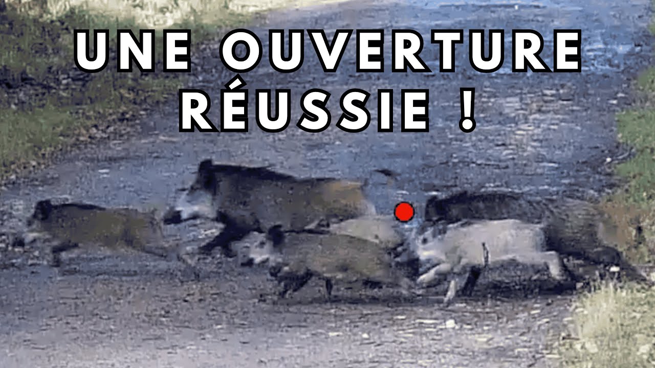 Succès Impressionnant en Sologne : Ouverture 2025 de la Chasse aux Sangliers et Cervidés 🦌