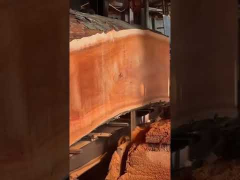 Pourquoi ils ont coupé cet arbre va vous surprendre…