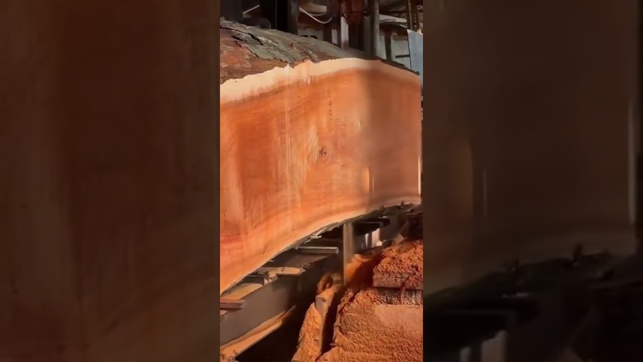 Ce que cet arbre coupé révèle sur un processus industriel innovant 🌳