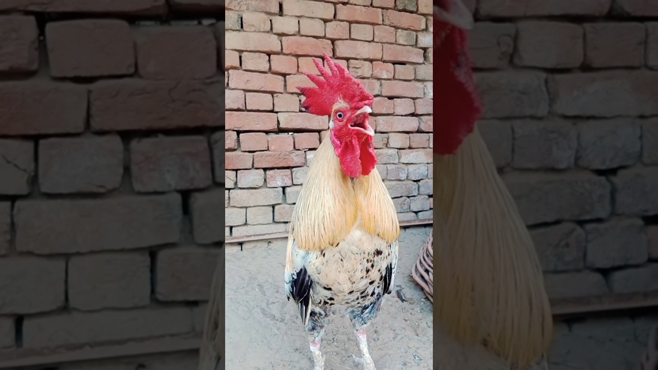 Morning Rooster Crowing π in Village