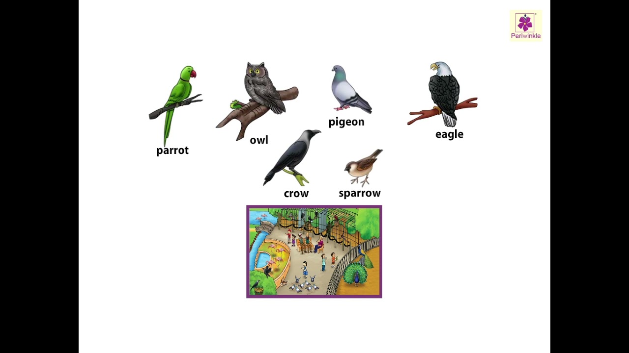 Birds | Now You Know Book A | Periwinkle 🐦