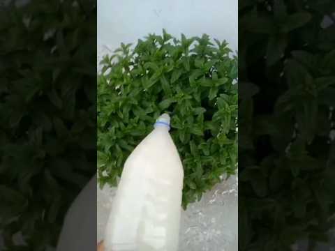 كوب واحد من هذا السماد المتوفر في بيتك يجعل النباتات تنمو بسرعة الصاروخ سماد الخميرة #زراعة #نعناع