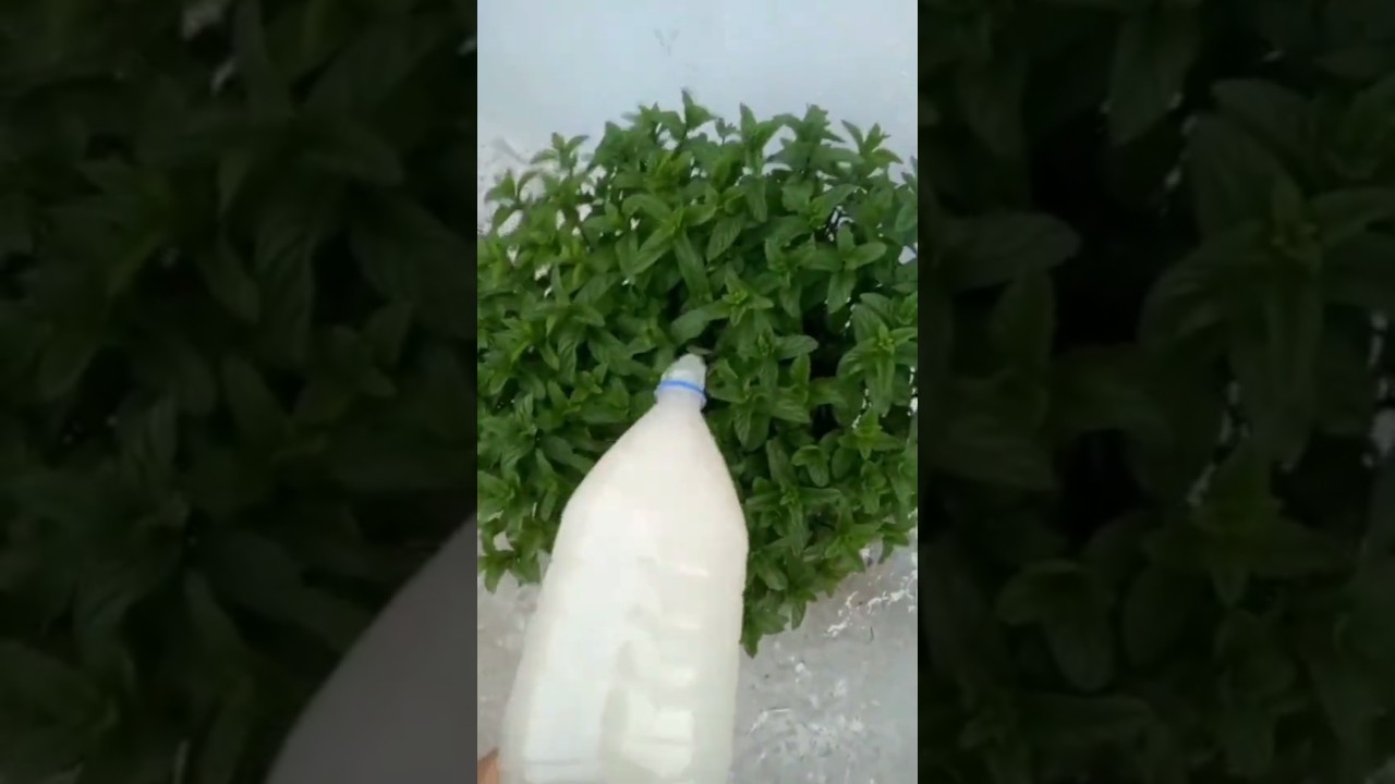 اكتشف سر نمو النباتات بسرعة مع سماد الخميرة المنزلية 🌱