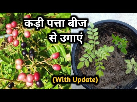 рдХрдбрд╝реА рдкрддреНрддрд╛ рдмреАрдЬ рд╕реЗ рдЙрдЧрд╛рдПрдВ, рдХрднреА рдлреЗрд▓ рдирд╣реАрдВ рд╣реЛрдЧрд╛ | How to Grow Curry Leaves from Seeds | With Update