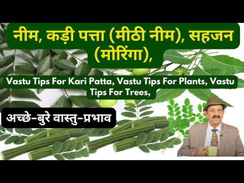 कड़ी पत्ता (मीठी नीम), सहजन (मोरिंगा), नीम, Vastu Tips for Plants, Vastu Tips For Kari Patta, Neem