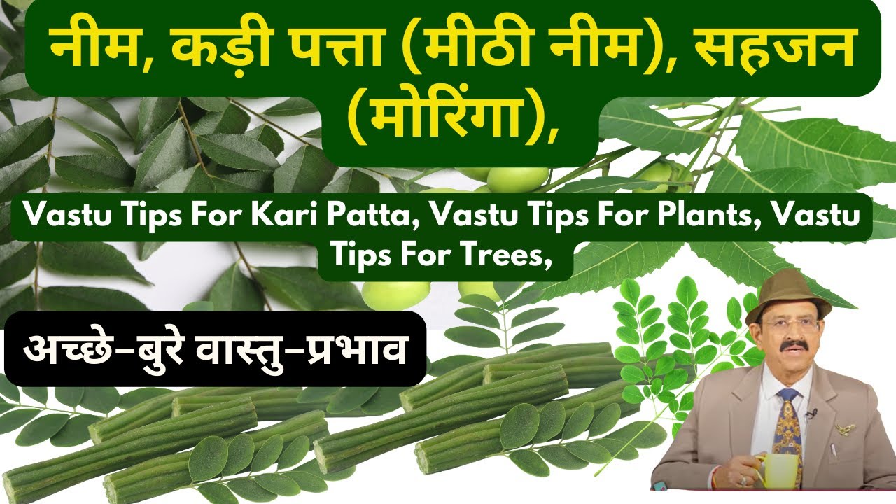 वास्तु टिप्स: कड़ी पत्ता, सहजन और नीम के साथ घर में सकारात्मक ऊर्जा कैसे लाएं 🌿