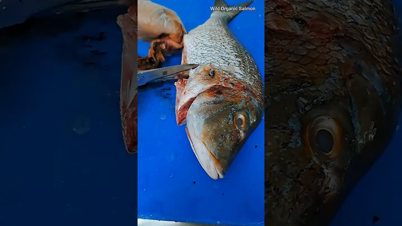 Snapper Fish Cleaning & Cutting Tips 🐟