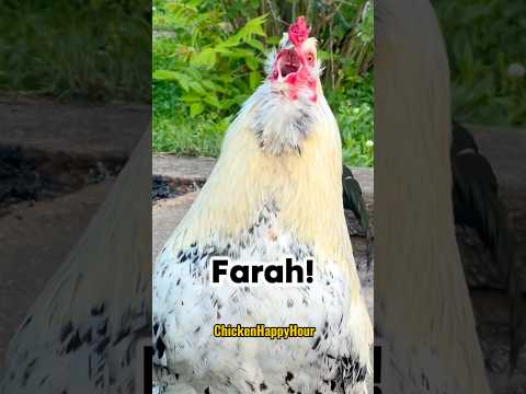 Where is #farah #farrah #arabic #comedy #memesdaily #comedy #chickens #chickenhappyhour #rooster