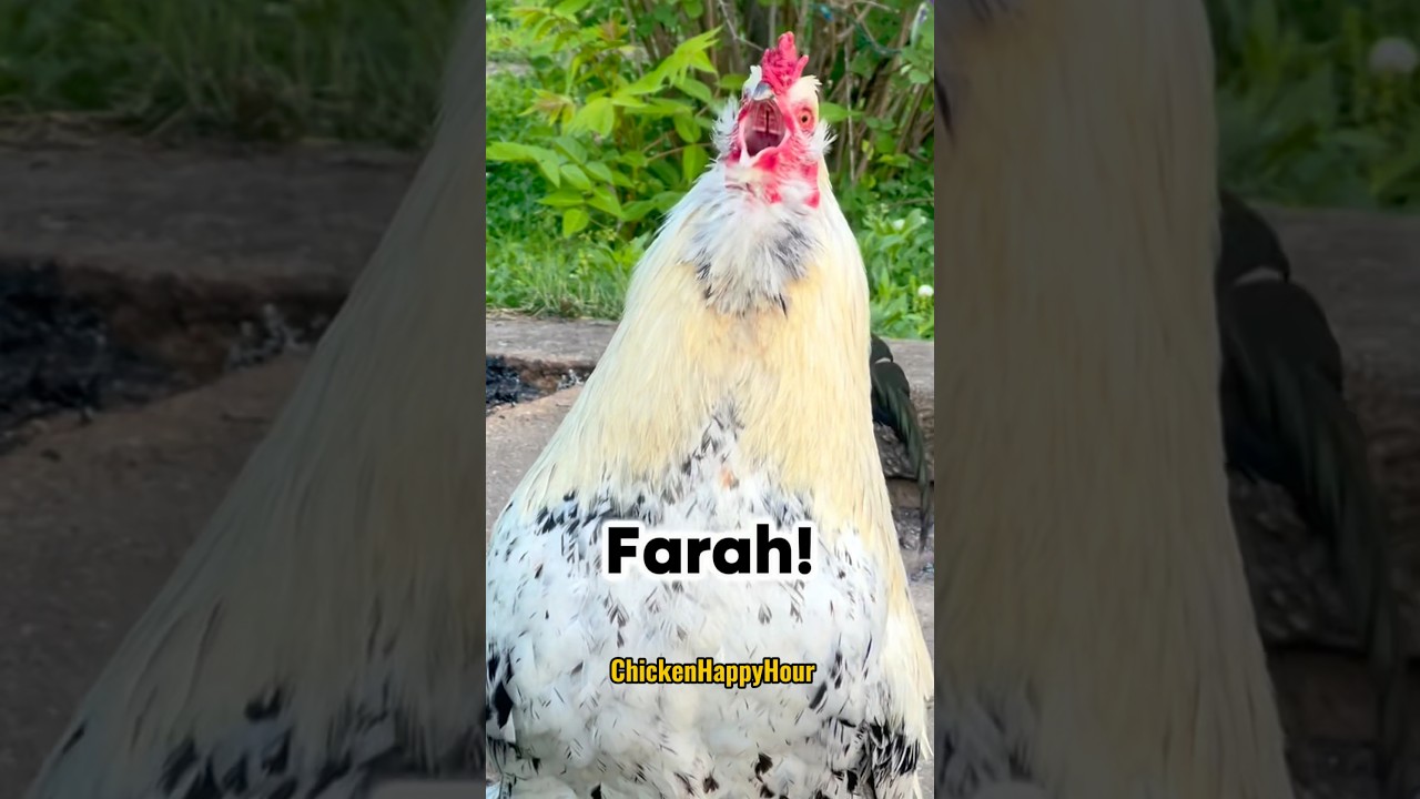Discover the Hilarious World of Farah: Arabic Comedy & Chicken Memes! 🐔