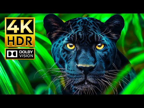 UNBELIEVABLE 4K Video Majestic Animals | Dolby Vision 4K HDR 60fps