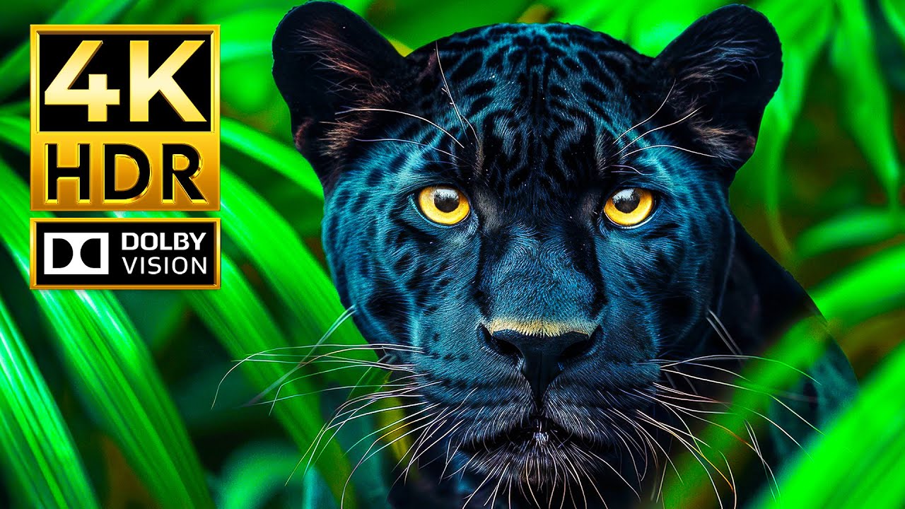Stunning 4K Dolby Vision Footage of Majestic Animals 🦁 | HDR & 60fps