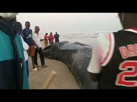 Echouage d'une baleine à la plage des parcelles assainies