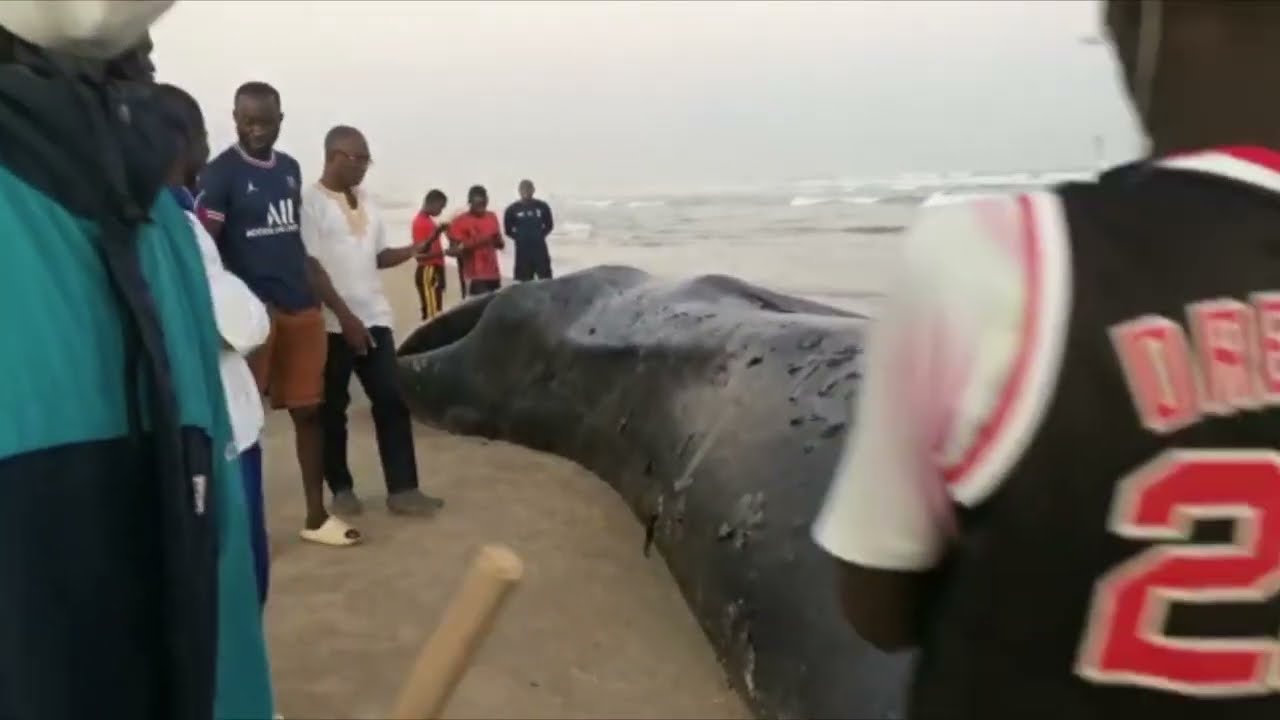 Échouage d'une baleine à bec sur la plage des Parcelles Assainies