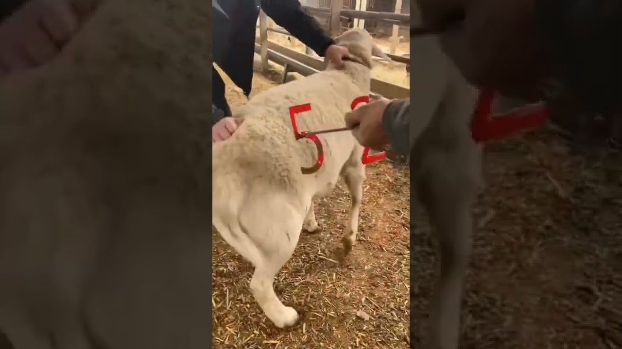 طريقة جديدة لترقيم الأغنام في السعودية 🐑