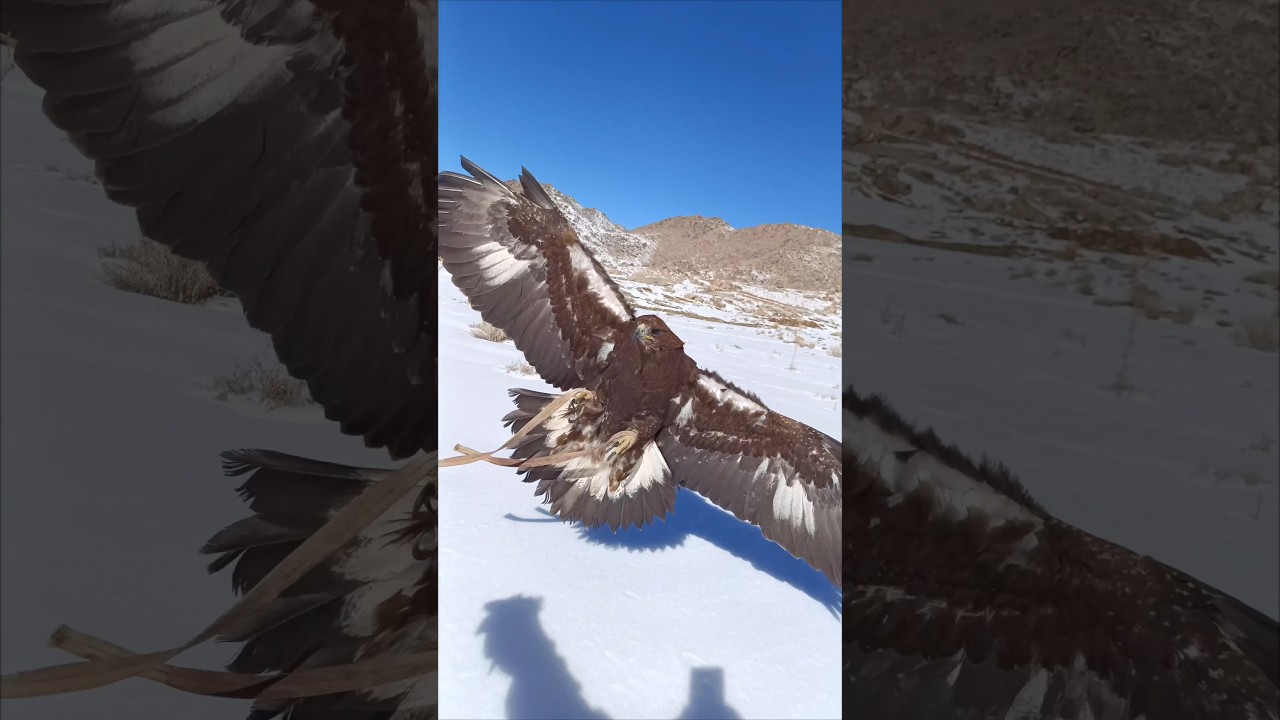 Golden Eagle in Action: Witness Its Lightning-Fast Attack 🦅