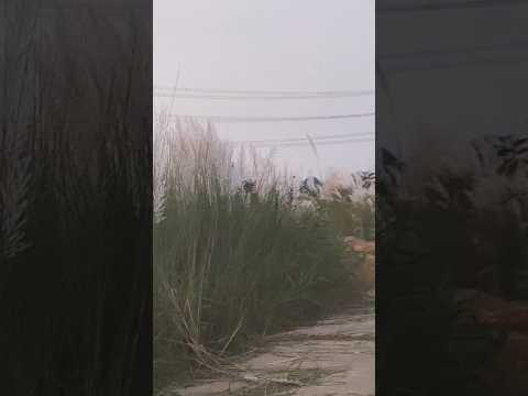 le chala.. #one night stand #song #bollywood #hindisong #youtubeshorts #love #solotravel #travel