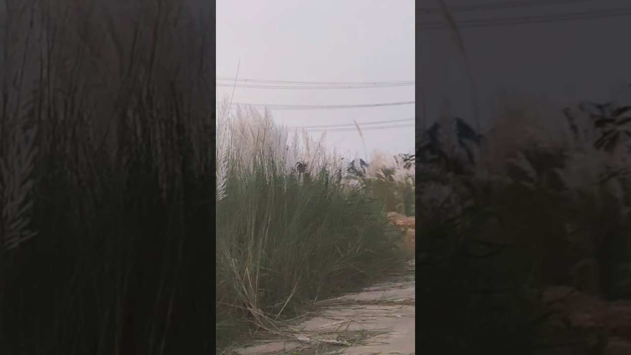 Le Chala... One Night Stand Song 🎶