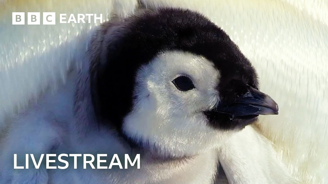 Live: Adorable Baby Animals with BBC Earth ๐พ