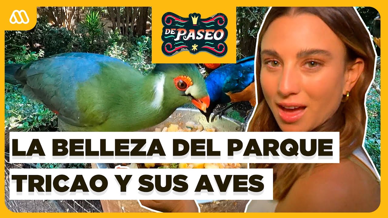 El mayor aviario de Sudamérica en Parque Tricao 🦜