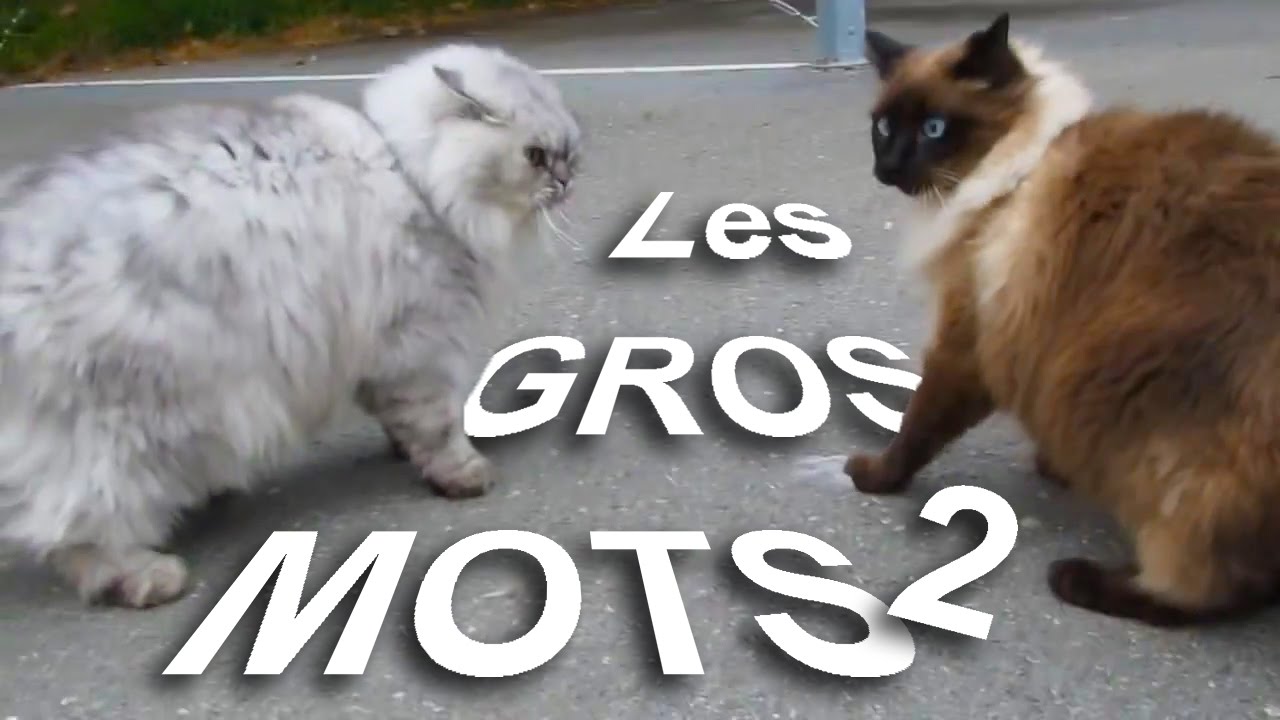 LES GROS MOTS 2 - Parole de Chat 🗣️