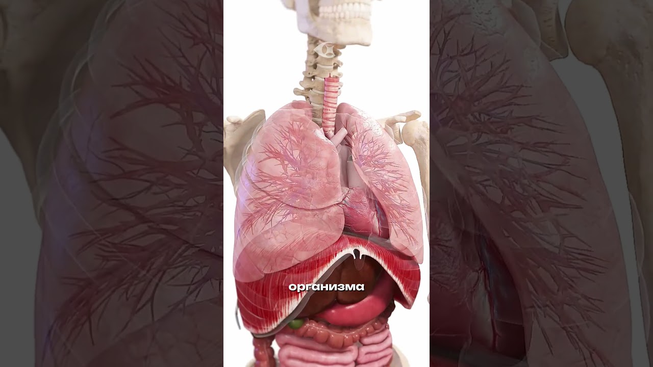 Как коронавирус вызывает болезнь 🦠