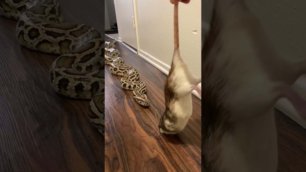 Epic Feeding Time: Rocky the Python Takes Down a Huge Rat! 🐍