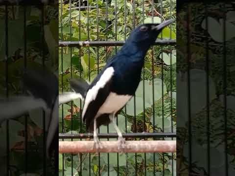 Kacer lawan langsung respon emosi bongkar isian