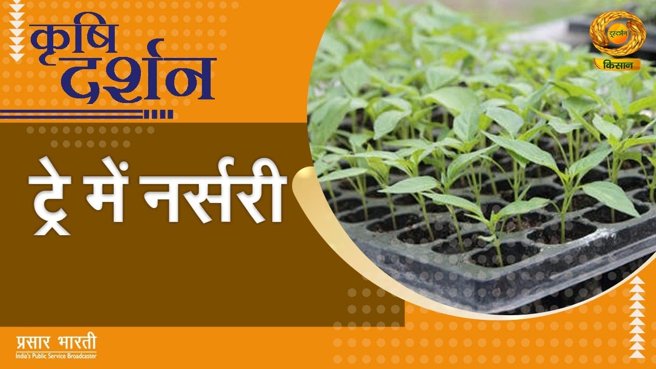 Krishi Darshan: ट्रे में नर्सरी | DD Kisan (Nov 5, 2025)