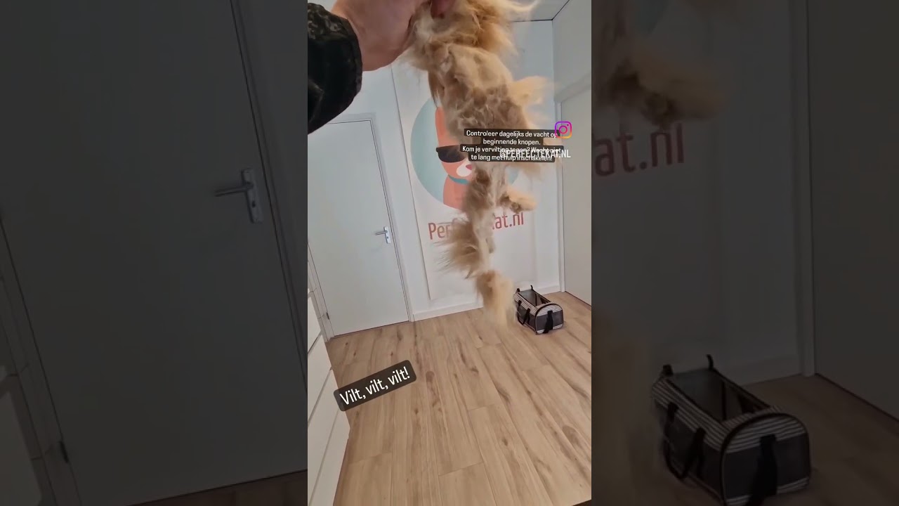 VILT VILT VILT Hoe voorkom je dat? bezoek mijn site #shorts #kattentrimsalon #perfectekat