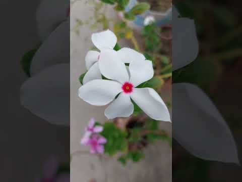 Hindi Old Songs//90's hits songs status video #nature beauty #flowers #youtubeshorts #viral #shorts