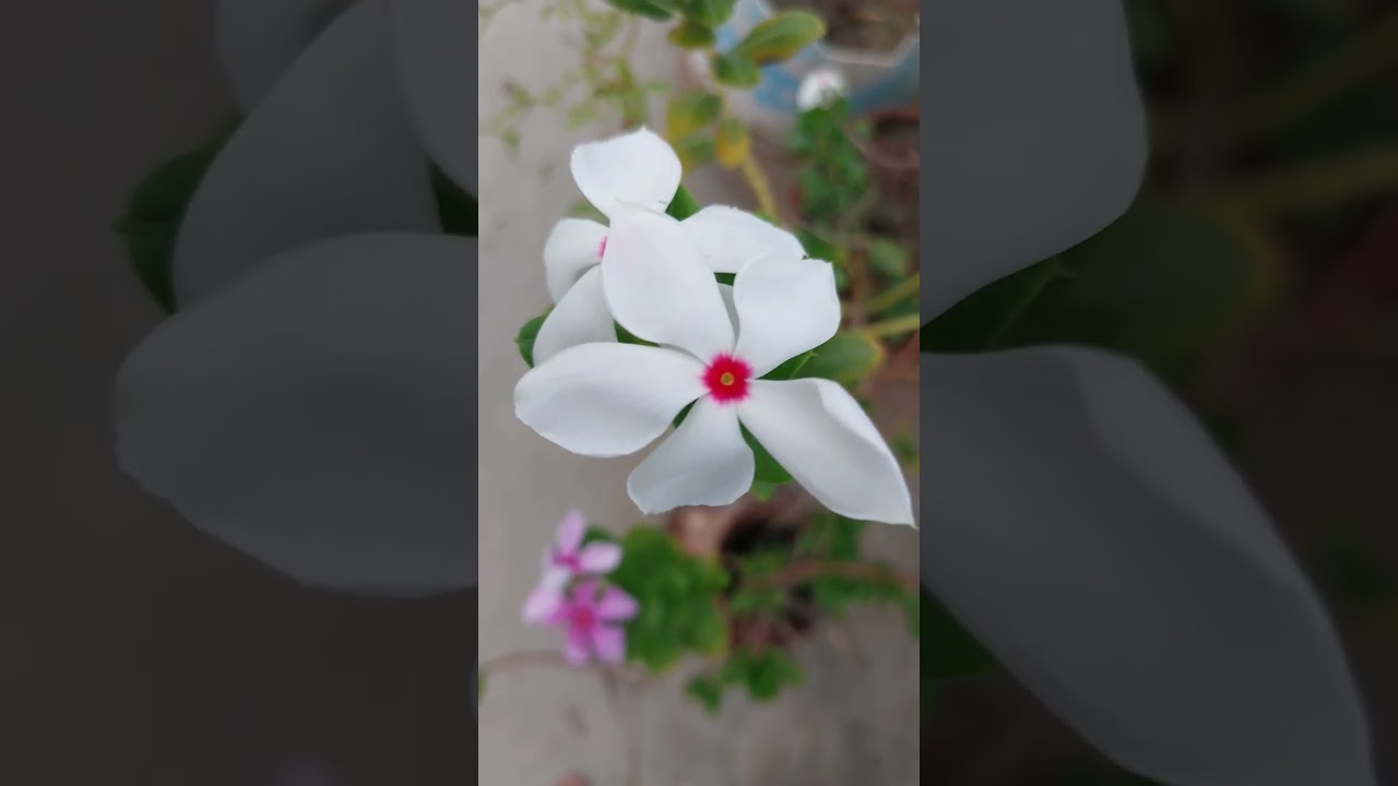 90's Hindi Old Songs & Nature Beauty 🌸