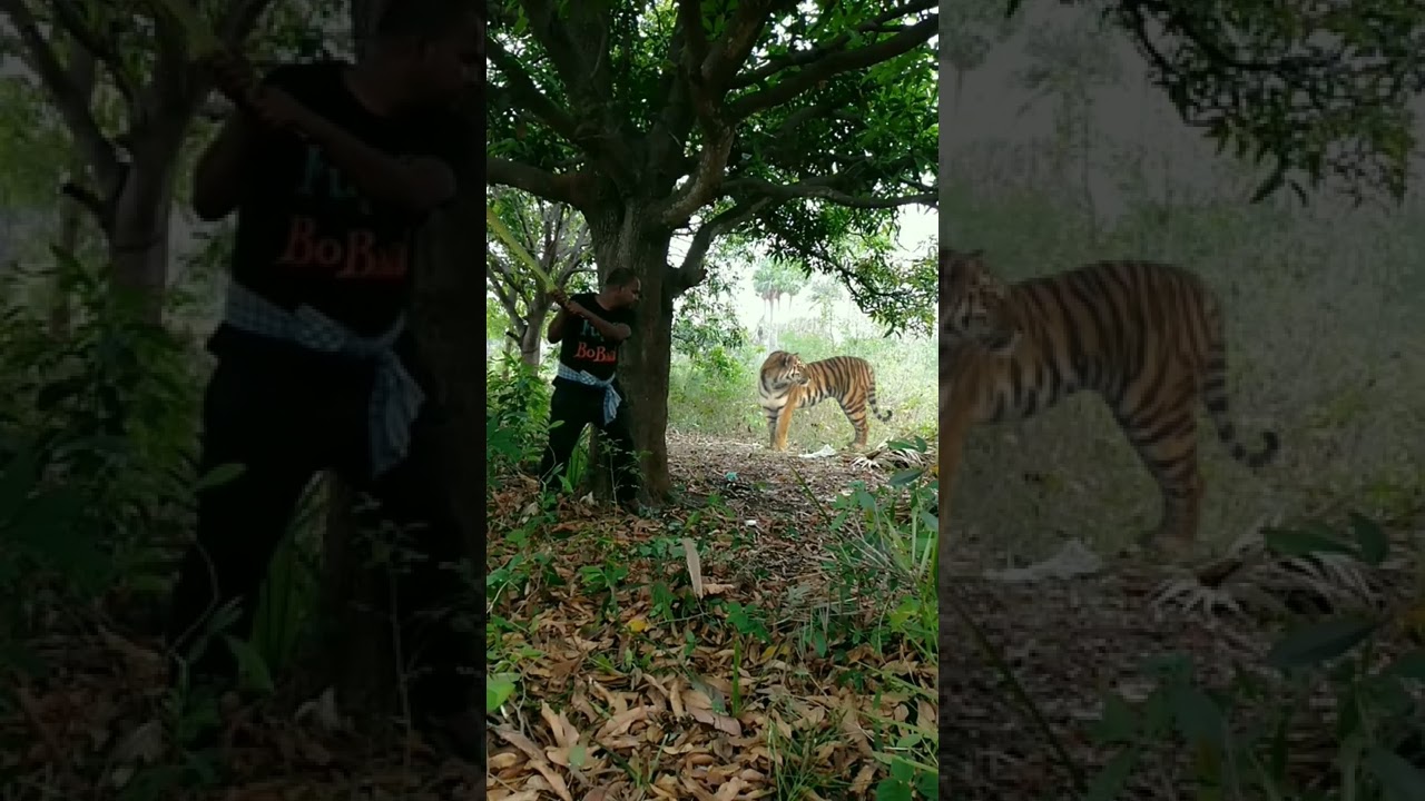 Shocking Tiger Attack in Satakosia π
| Must-See Short Viral Video