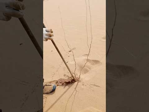 Greening the Desert: A Battle for Life.