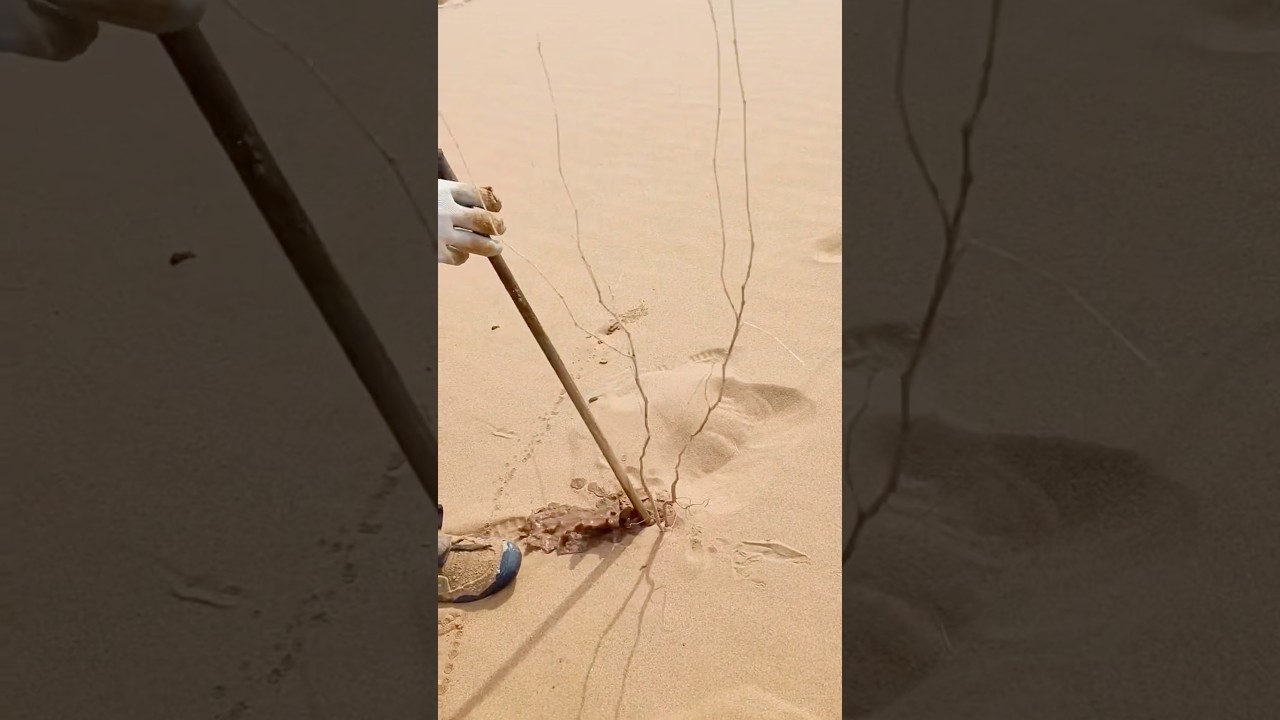 Greening the Desert: A Fight for Life 🌱