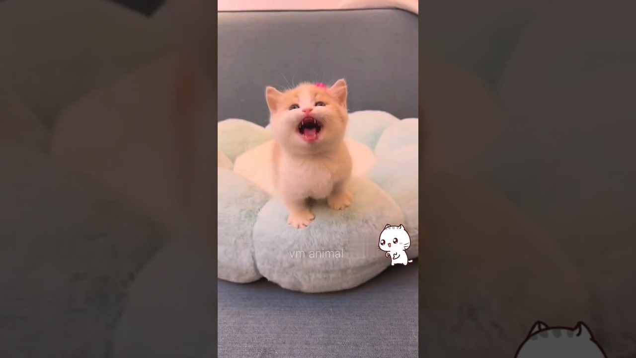 Adorable VM Animal Moments πππΉ