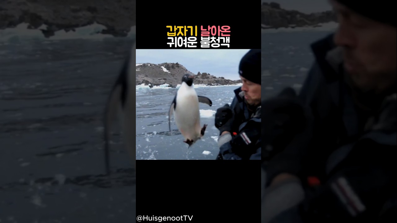 갑자기 날아온 귀여운 불청객 #동물 #펭귄