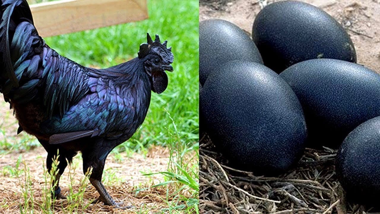 Most Unique & Strange Bird Eggs 🥚