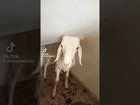 كبش العيد اغنية 🤣🤣#خروف_العيد