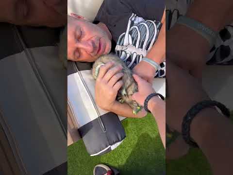 Fake monster prank ! 😳 #shorts #challenge #halloween